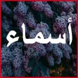 Programikonen: صور اسماء