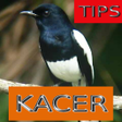 Programikonen: Tips Perawatan Burung Kac…