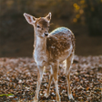 程序图标: Game Camera Pro2
