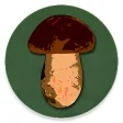 Book of Mushrooms