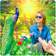 プログラムのアイコン：Peacock Photo Frames