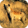 Icon of program: Hyena Sounds