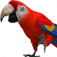 程序图标：Talking Parrot 2