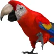 Talking Parrot 2
