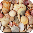 程序图标：HD Seashell Wallpaper