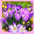 プログラムのアイコン：Spring Crocus Snow