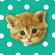 Ikona programu: Musical Kittens