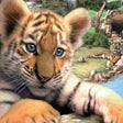 Icoon van programma: Wildlife Park Mobile