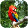 Ikon program: Parrot Live Wallpaper