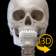 Иконка программы: Skeleton  3D Anatomy