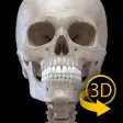 Skeleton  3D Anatomy