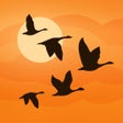 Icoon van programma: Birds Near Me