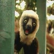 Ícone do programa: Zaboomafoo