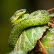 أيقونة البرنامج: Snake Wallpapers