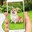 Icon of program: Collect Pocket Dogs