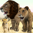 أيقونة البرنامج: Lion Family Simulator