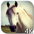 Programikonen: Horse 4K Video Live Wallp…