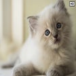 Programikonen: My Ragdoll Cat HD Wallpap…