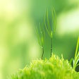 Icon of program: Green Wallpaper HD New Ta…