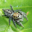 Spider Watch icon