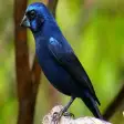 Canto Fêmea Azulão