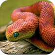 Icon of program: Snake Wallpaper 4K