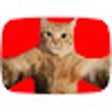 Ícone do programa: Catify