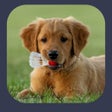 ไอคอนของโปรแกรม: Dog Sounds - Clicker Trai…