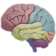 プログラムのアイコン：3D Brain