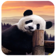 Programikonen: Panda Wallpaper Live Them…