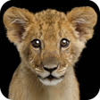 Ícone do programa: Guess animal sounds and n…