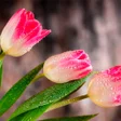 Programikonen: Spring Wallpapers