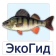 EcoGuide: Russian Wild Fish