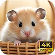 Icon of program: Cat tv screensaver
