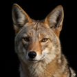 Icon of program: Jackal Sounds