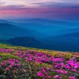 Programikonen: Mountain Flower Live Wall…