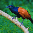 Ikon program: Greater coucal bird sound…