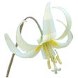 Icon of program: Oregon Wildflowers