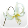 Ikona programu: Oregon Wildflowers