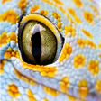 Icoon van programma: Picture Quiz Game: Zoom O…