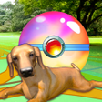 Programikonen: Puppy GO