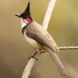 Appp.io - Red-Whiskered Bulbul Sounds