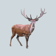 Programikonen: Decoy for hoofed animals