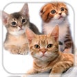 プログラムのアイコン：Add Kitty