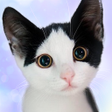Talking Devon Rex icon