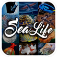 Icon of program: Sea Animal Encyclopedia