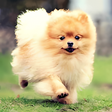 プログラムのアイコン：Pomeranian Wallpapers and…