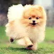 Pomeranian Wallpapers and backgrounds dog