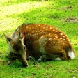 Programikonen: Sika Deer - New Tab in HD