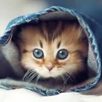 أيقونة البرنامج: Cute Kitten Wallpaper